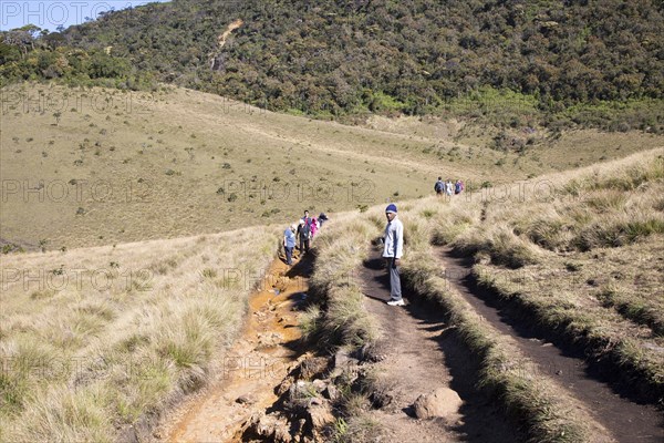 Walkers in Horton Plains national park montane grassland environment, Sri Lanka, Asia showing human erosion of footpath, Asia