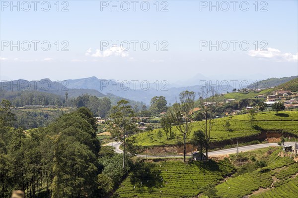 Landscape view tea estate, Nuwara Eliya, Central Province, Sri Lanka, Asia