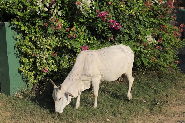 Brahman or Brahma a breed of Zebu cattle, Pasikudah Bay, Eastern Province, Sri Lanka, Asia