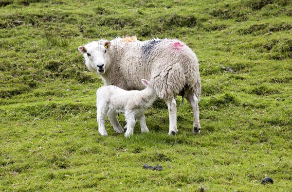 New born lamb and sheep, Lake District, Cumbria, England, UK