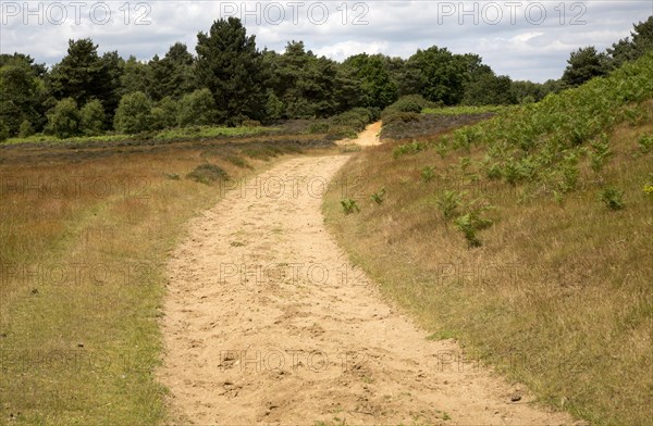 Track on Suffolk Sandlings heathland, Sutton, Suffolk, England, UK