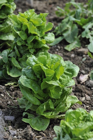 Lettuce (Lactuca sativa) in field