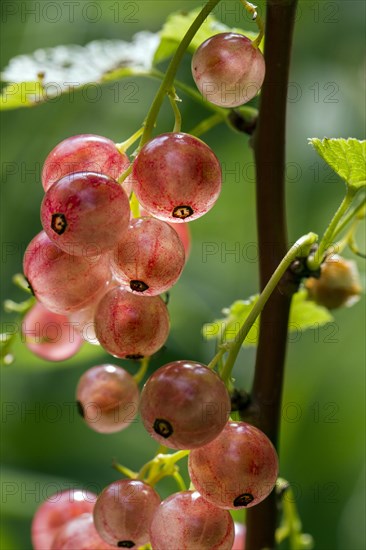 Rose-coloured berries of Pinkcurrant Rosa Sport (Ribes rubrum)