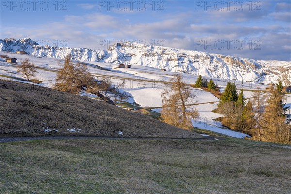 Landscape with snow-covered mountains in the background in the morning light, rose garden, Seiser Alm, Dolomites, South Tyrol