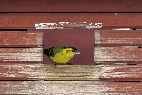 Eurasian siskin, European siskin, common siskin, (Spinus spinus) male at bird feeder in garden in winter