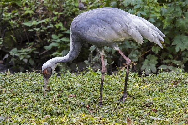 White-naped crane (Antigone vipio) native to Mongolia, northeastern China and Russia