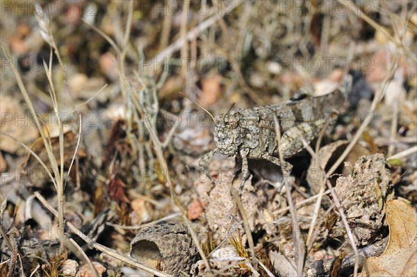 Blue-winged grasshopper (Oedipoda caerulescens) merging into arid environment, La Brenne, France, Europe