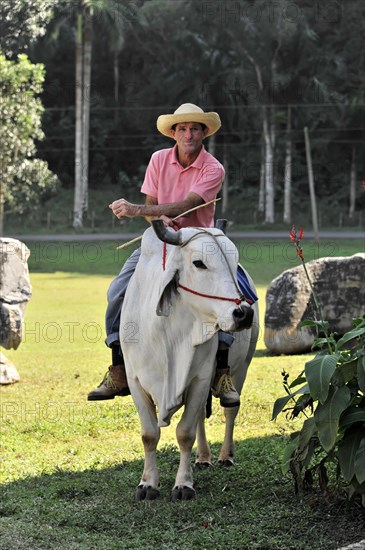 Tame riding bull for tourists, Vinales, Valle de Vinales, Pinar del Rio Province, Cuba, Greater Antilles, Caribbean, Central America