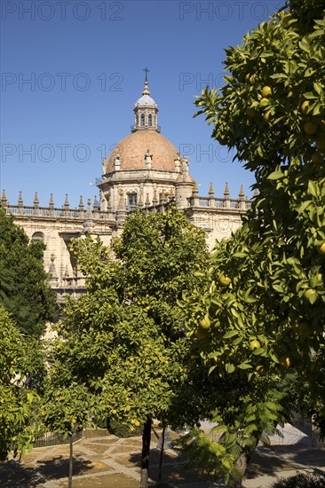 Dome of Cathedral church amidst orange trees with deep blue sky, Jerez de la Frontera, Cadiz province, Spain, Europe