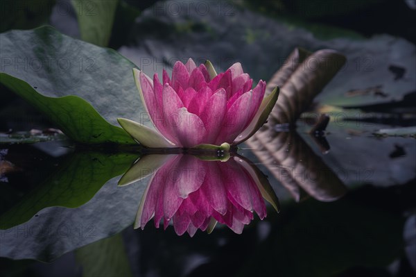 A water lily blooming on a quiet pond, Stuttgart, Baden-Wuerttemberg, Germany, Europe