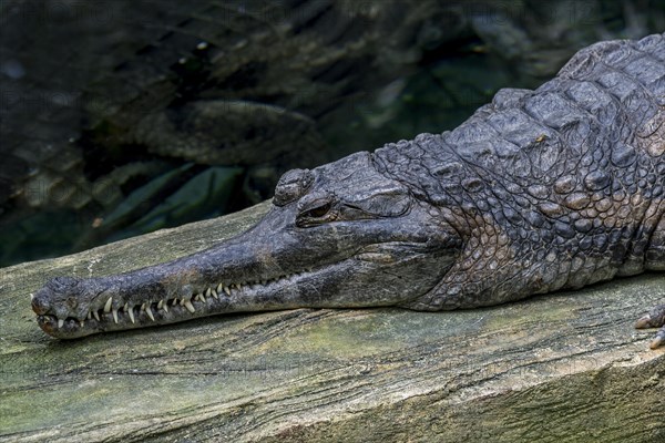 False gharial, Malayan gharial, Sunda gharial (Tomistoma schlegelii), freshwater crocodilian native to Peninsular Malaysia, Borneo, Sumatra and Java