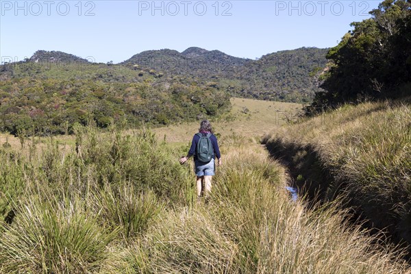 Woman walker in Horton Plains national park montane grassland environment, Sri Lanka, Asia