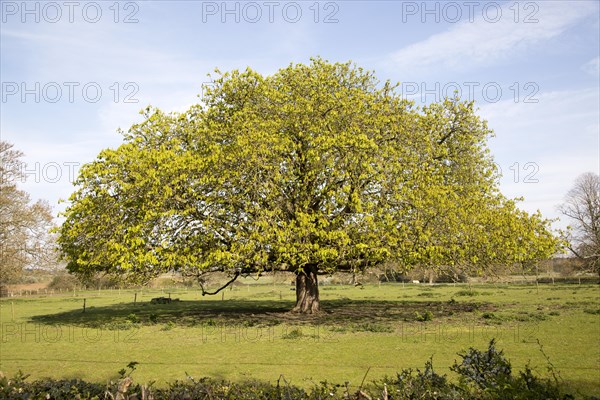 Wide spreading horse chestnut tree in spring with new leaves, Sutton, Suffolk, England, UK