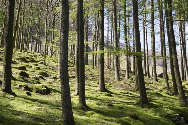 Woodland landscape tree trunks on the banks of Lake Buttermere, Cumbria, England, UK