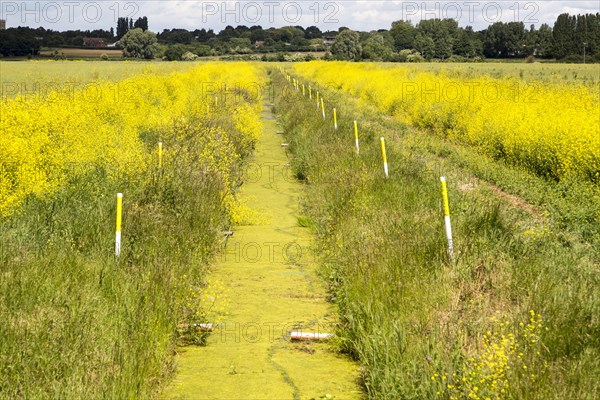 Eutrophication in drainage ditch on Oxley Marshes, Hollesley, Suffolk, England, UK