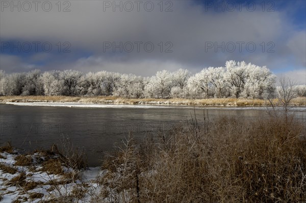 Kearney, Nebraska, Frost on trees along the Platte River on a January day