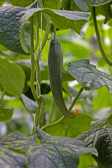 Cucumber (Cucumis sativus) growing on vine