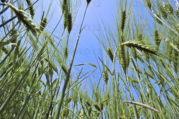 Worm's-eye view on barley ears (Hordeum vulgare) in field in spring