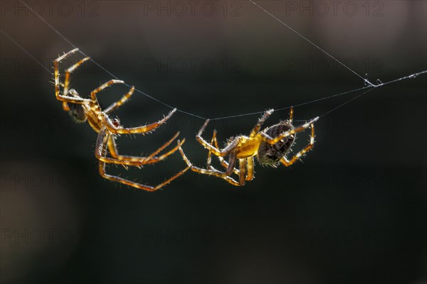 European garden spiders, diadem spider, cross spider, cross orbweaver (Araneus diadematus), courting male approaching female