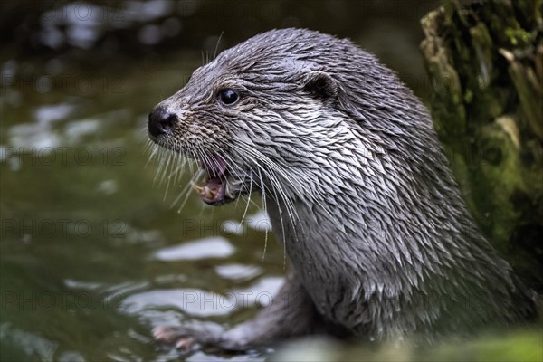 European otter Lutra lutra lutra