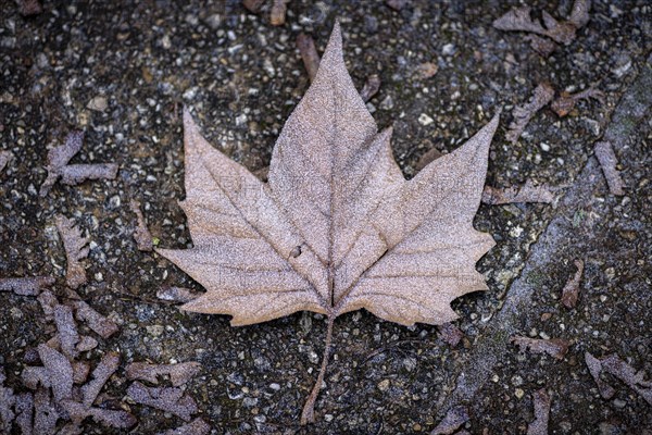 A frozen leaf lies on the pavement in Berlin on Thursday morning. There is currently an official warning of icy conditions and permafrost. Berlin, 11.01.2024