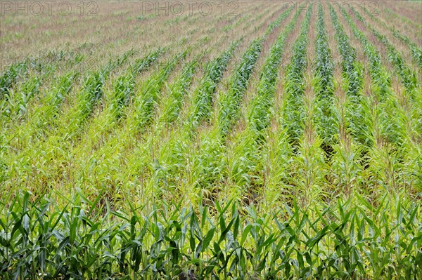 Field of Maize (Zea mays)