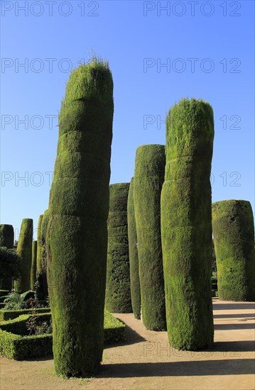 Cypress trees in the gardens of the Alcazar de los Reyes Cristianos, Alcazar, Cordoba, Spain, Europe
