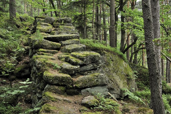 The Pagan Wall, Mur Paien in forest near Mont Sainte-Odile, Vosges, Alsace, France, Europe