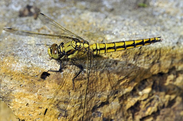 Vagrant darter (Sympetrum vulgatum) on rock, France, Europe