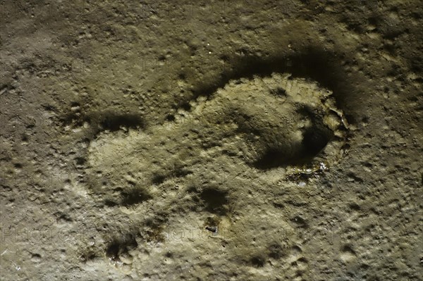 Footprint of Cro Magnon child preserved in what was once clay at the Pech Merle cave, famous for its prehistoric cave paintings, Cabrerets, Lot, Midi-Pyrenees, France, Europe