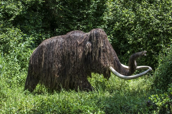 Replica of prehistoric woolly mammoth (Mammuthus primigenius) at the Grottes du Roc de Cazelle, theme park about prehistoric life at Les Eyzies, Perigord, Dordogne, France, Europe