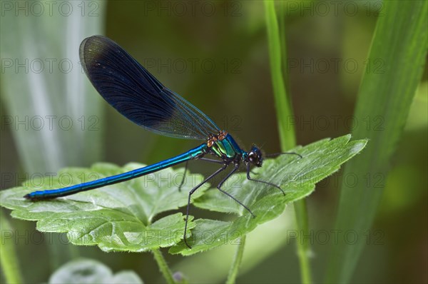 Banded demoiselle (Calopteryx splendens) male on plant