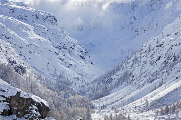 Larch trees in the snow in winter in mountain valley of the Gran Paradiso National Park, Valle d'Aosta, Italy, Europe