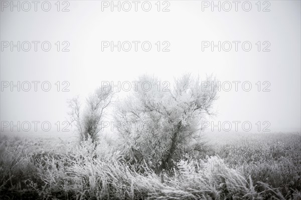 Tree covered with frost, winter landscape, front near Debaltseve, Donbas, Ukraine, Europe