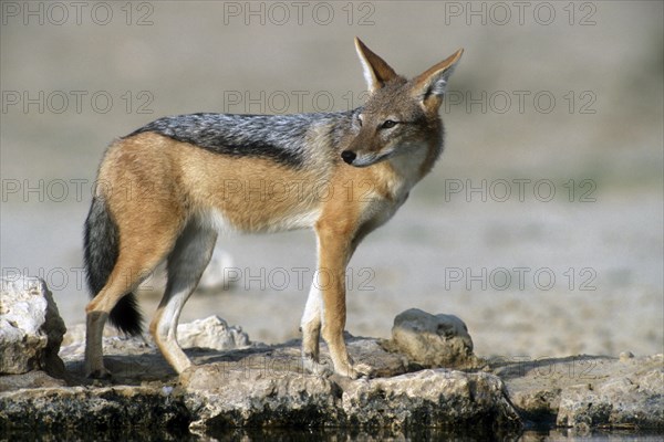 Black-backed jackal (Canis mesomelas) at waterhole in the Kalahari desert, Kgalagadi Transfrontier Park, South Africa, Africa