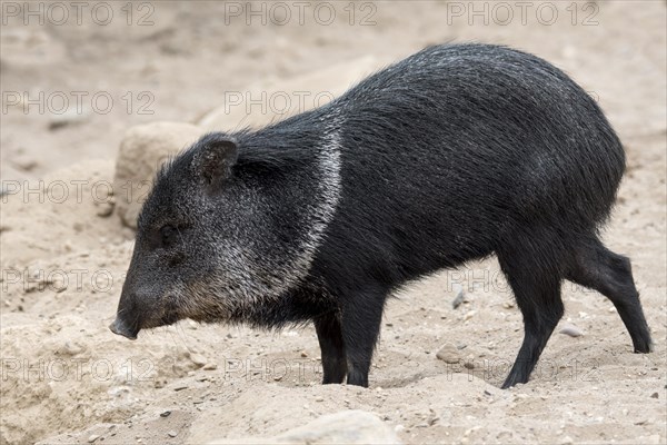 Collared peccary, javelina (Pecari tajacu, Sus tajacu) native to North, Central, and South America