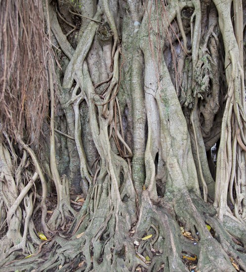 Close up of buttress roots of banyan tree in historic town of Galle, Sri Lanka, Asia