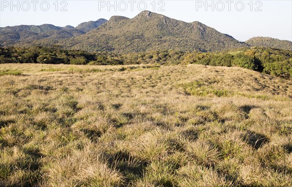 Montane grassland environment Horton Plains national park, Sri Lanka, Asia