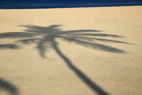 Shadow of palm tree traced on sandy beach Nilavelli, near Trincomalee, Eastern province, Sri Lanka, Asia