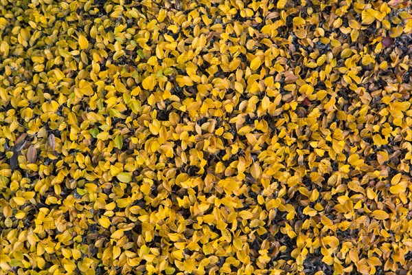 Dwarf willow, least willow, snowbed willow (Salix herbacea) species of tiny creeping willow showing autumn colours on the arctic tundra