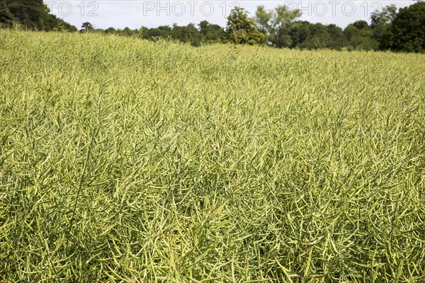 Heads of oil seed rape crop, Sutton, Suffolk, England, UK