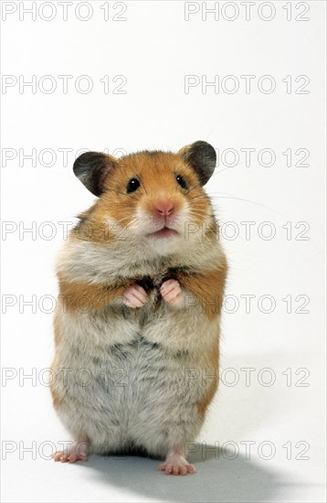 Golden hamster (Mesocricetus auratus) standing upright