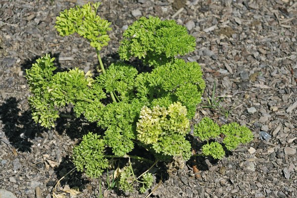 Parsley (Petroselinum crispum) in field