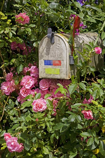 American US mailbox in front garden amongst roses