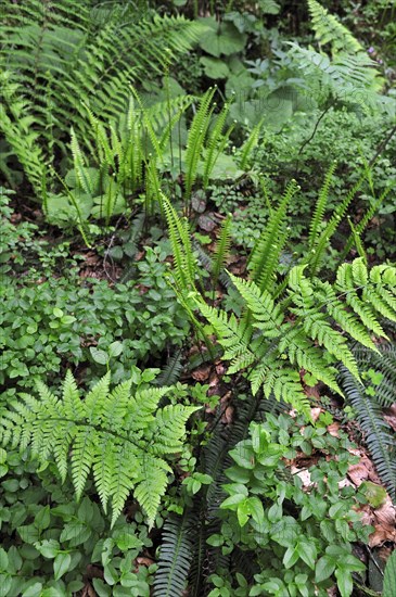 Undergrowth vegetation in forest showing ferns and bramble in spring, Pyrenees, France, Europe