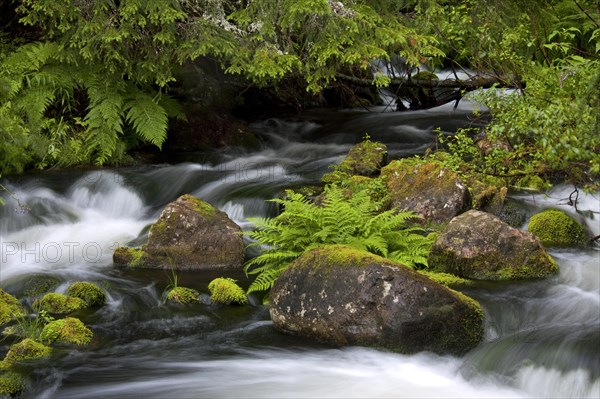 The river Njupan in the Fulufjaellet National Park, Dalarna, Sweden, Europe