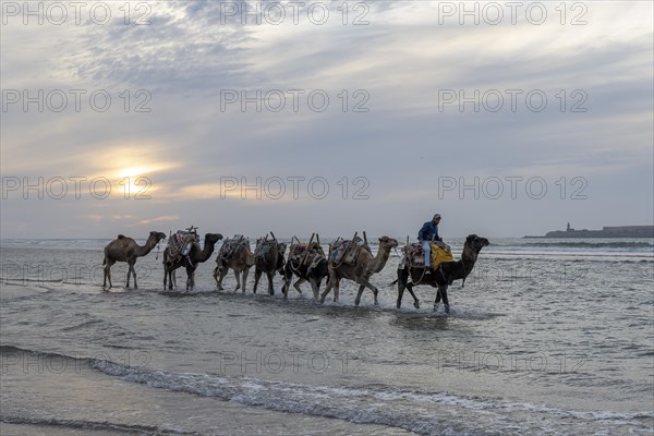 Man riding a dromedary, Essaouira beach, Morocco, Africa