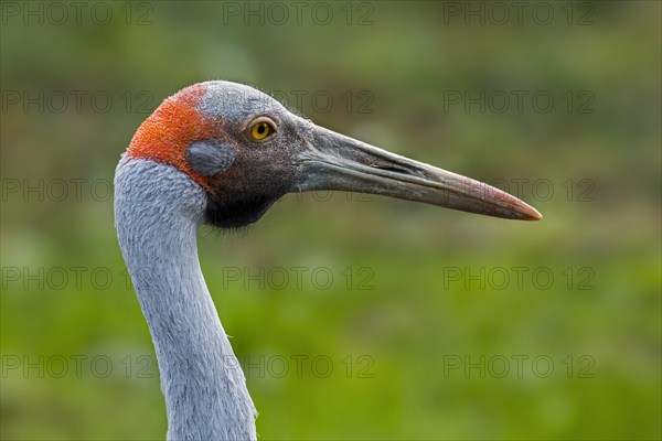 Close up portrait of brolga, native companion, Australian crane (Antigone rubicunda) native to Australia and New Guinea