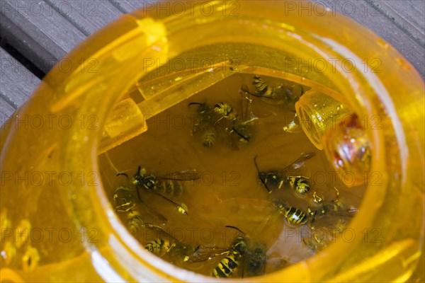 Killed, drowned wasps inside plastic outdoor wasp trap for attracting, trapping and drowning wasps in sweet liquid like beer or lemonade in summer