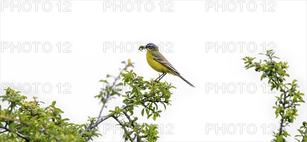 Western yellow wagtail, blue-headed wagtail (Motacilla flava flava) adult male in breeding plumage with praying mantis prey in beak in spring